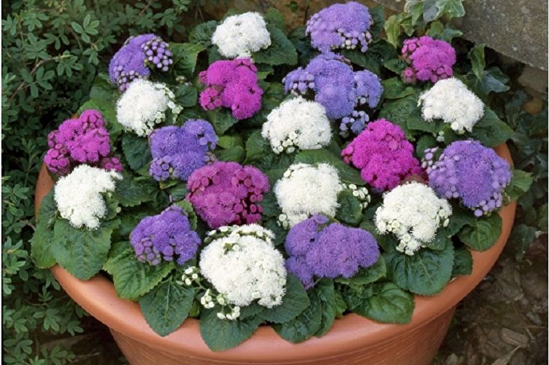 Ageratum - photo