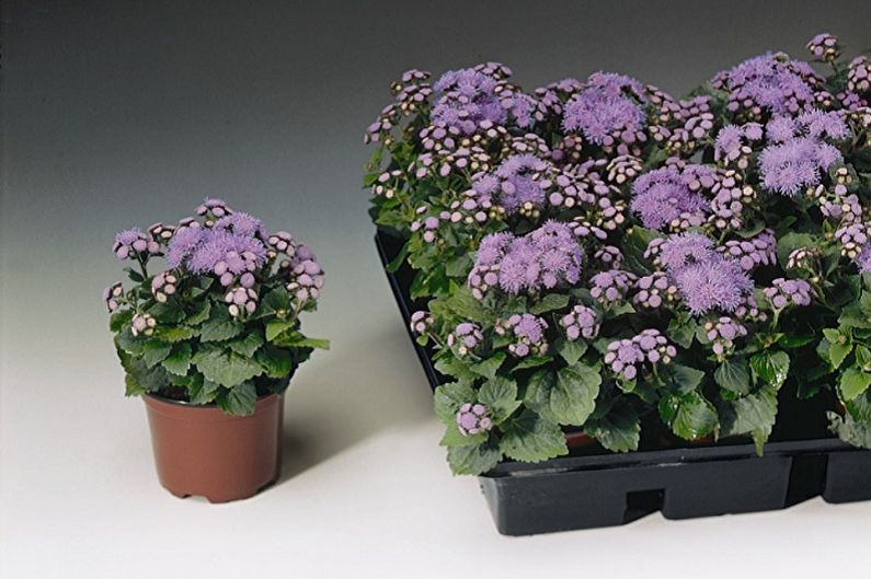 Ageratum - ภาพถ่าย