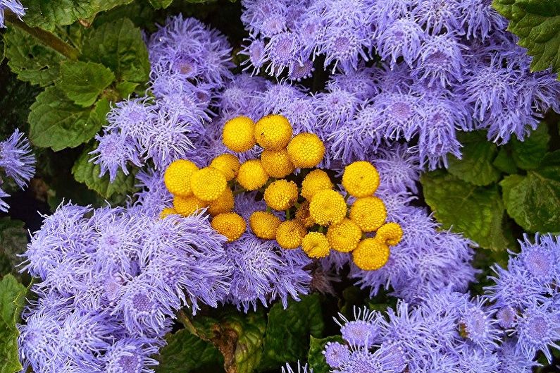 Ageratum - fotografia