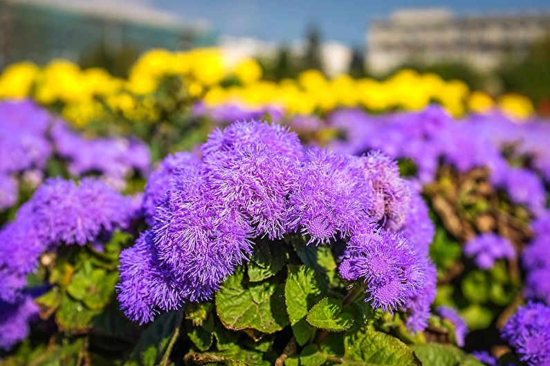 Ageratum - fotografija