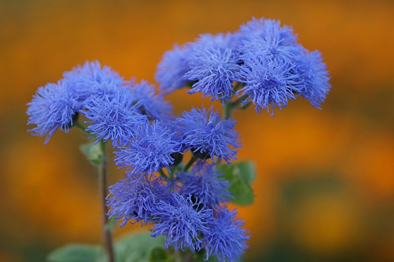 Ageratum - fotografija