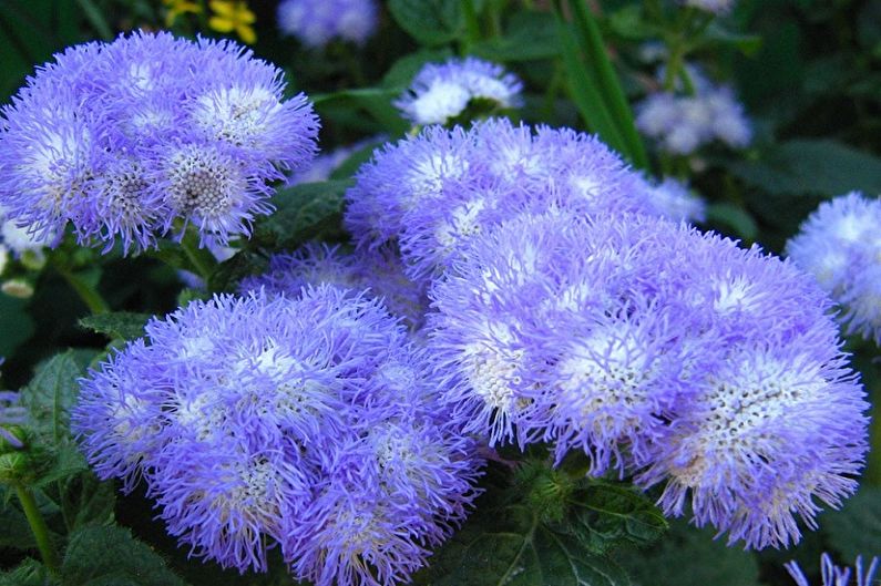 Ageratum - fotografija