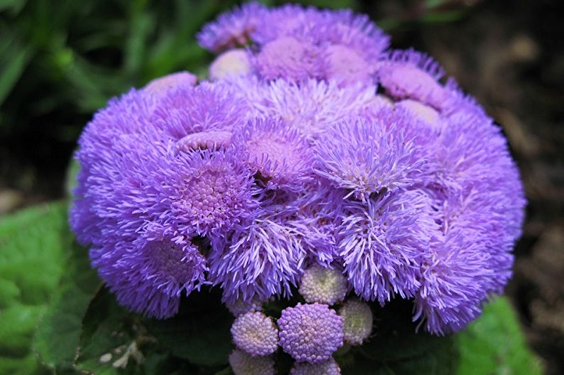 Ageratum - fotografia