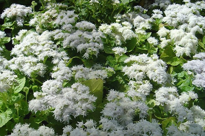 Ageratum - снимка