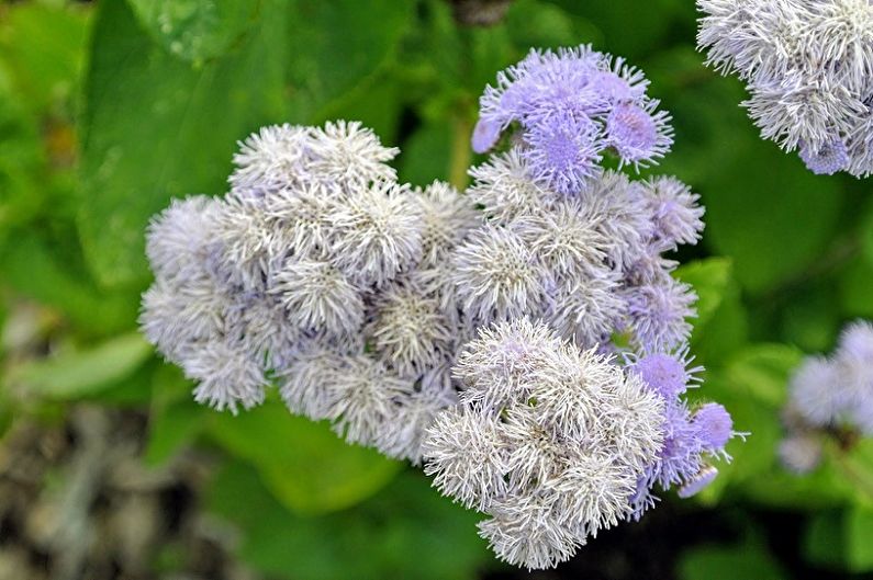 Ageratum - nuotrauka