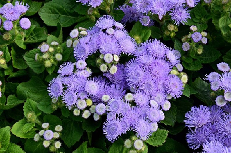 Ageratum - fénykép