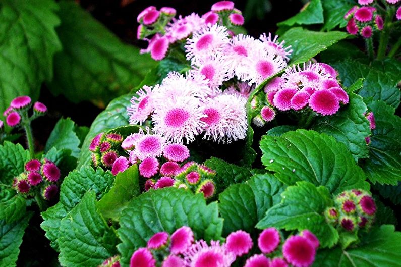 Ageratum - fotografija