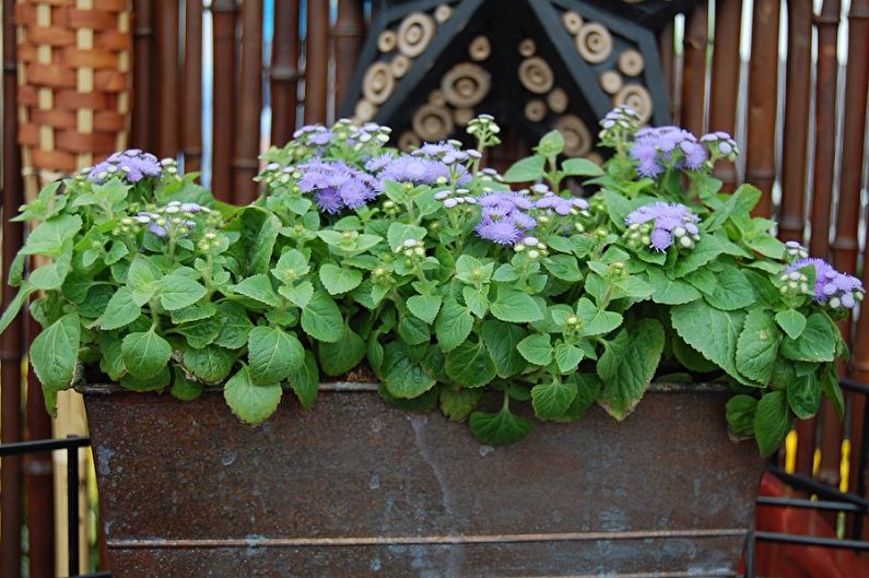 Ageratum - fotoğraf