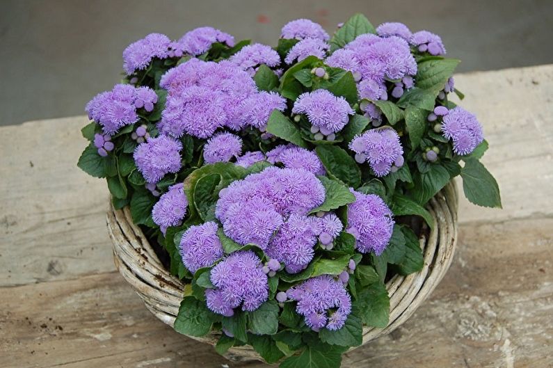 Ageratum - nuotrauka