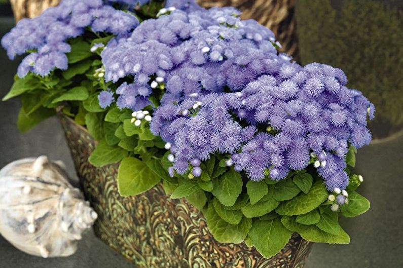 Ageratum - fotografia