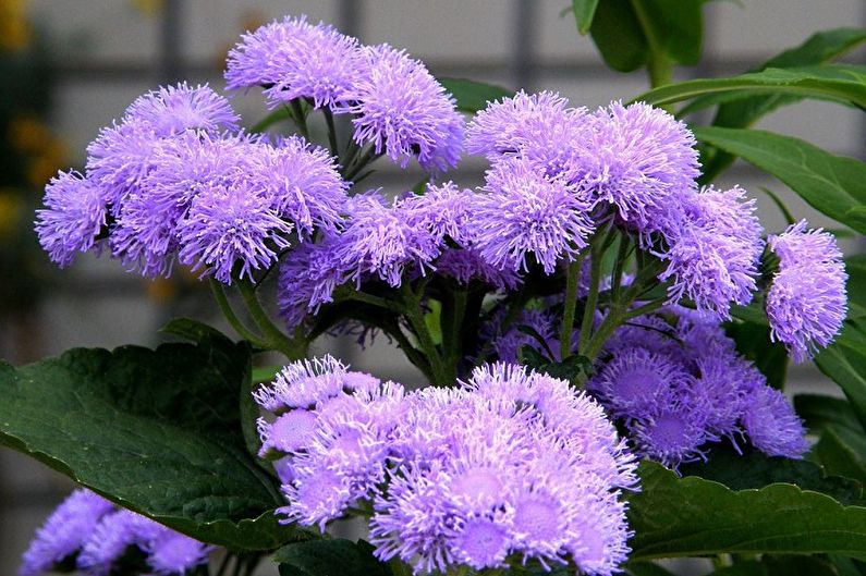 Ageratum - fotografia