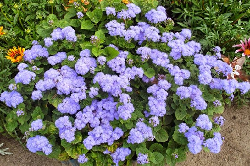 Ageratum - fotografie