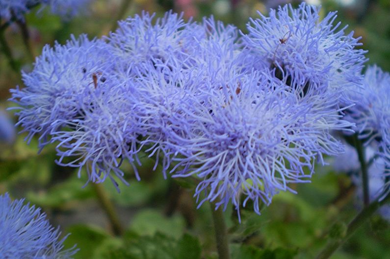 Ageratum - fotografija