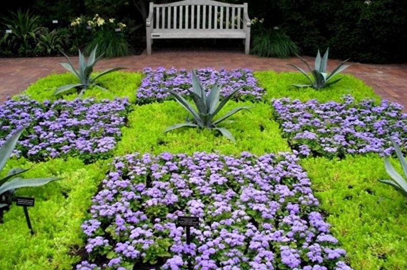 Ageratum - fotografija