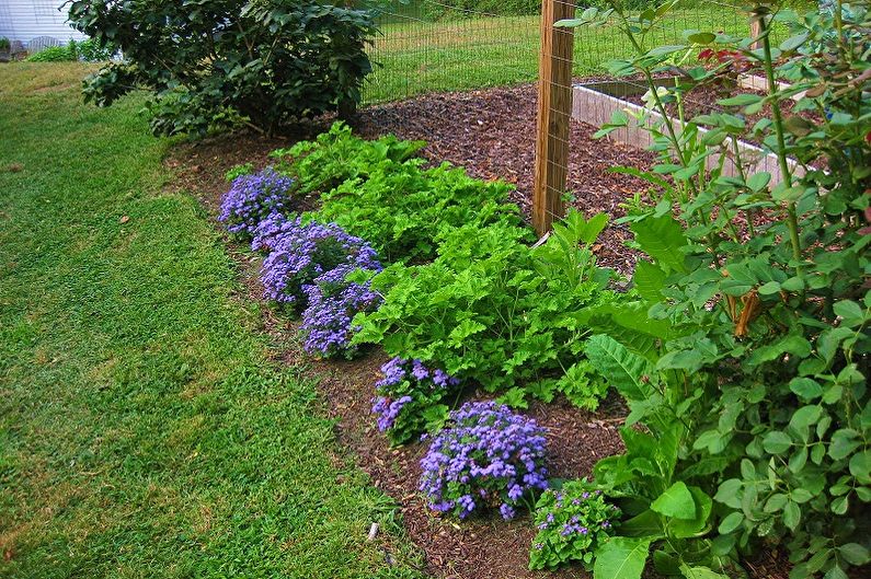 Ageratum - fotografie