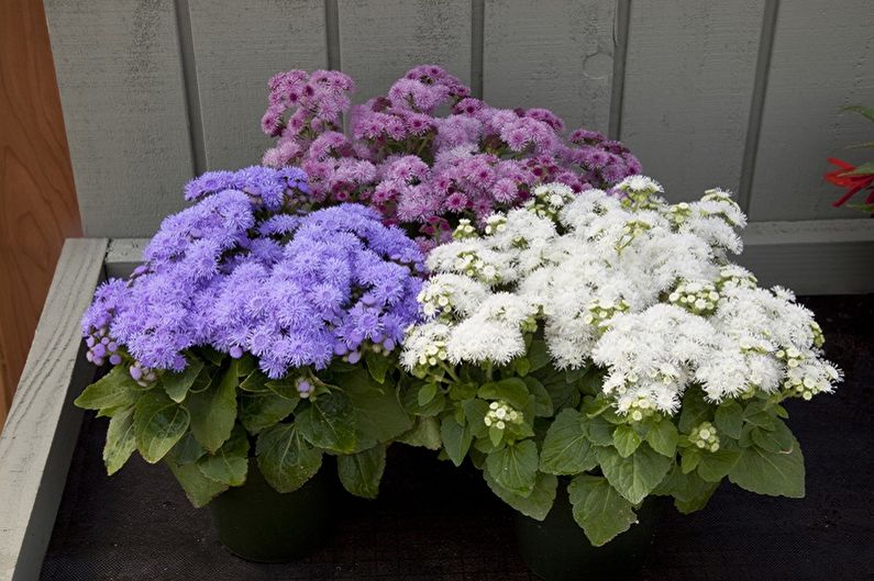 Ageratum - valokuva