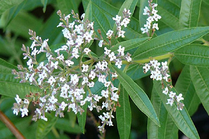 Verbena Al Limone