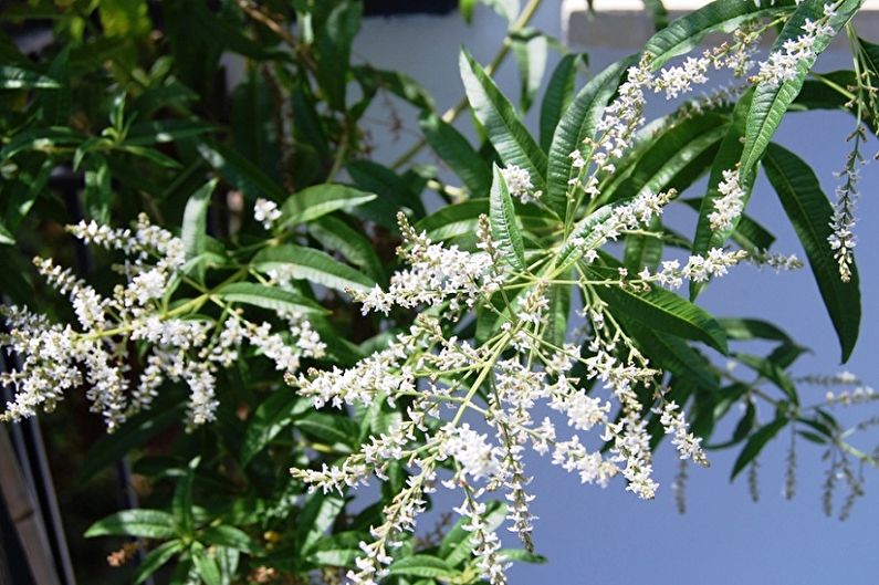 Sitruuna Verbena