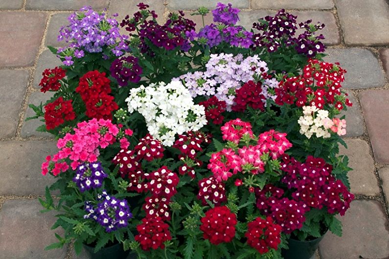 Verbena de flores grandes