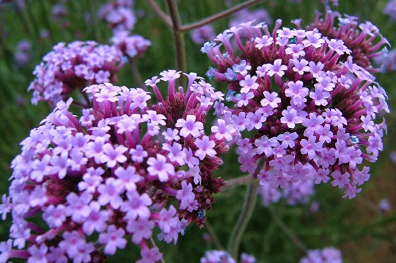 Verbena bonar