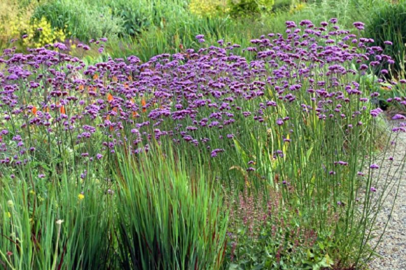 Verbena bonar