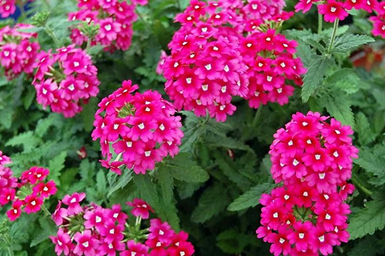 Verbena on kaunis