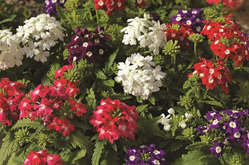 Verbena on kaunis