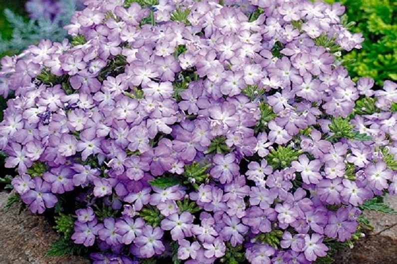 Verbena on kaunis