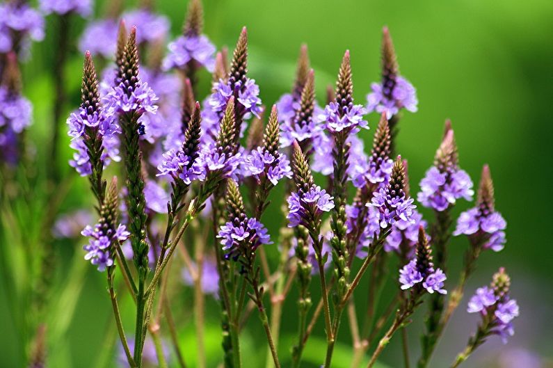 Verbena officinalis