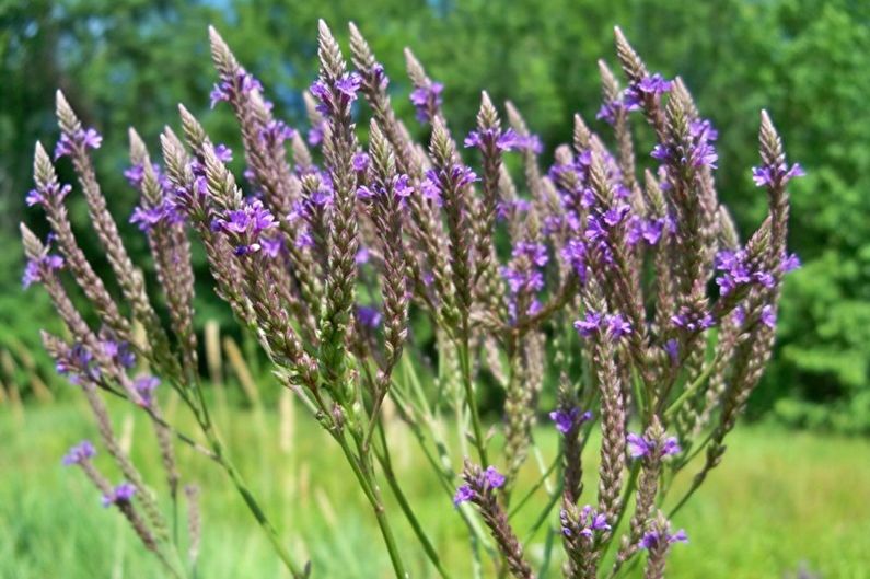 Verbena officinalis