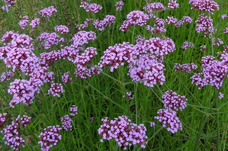 Verbena officinalis