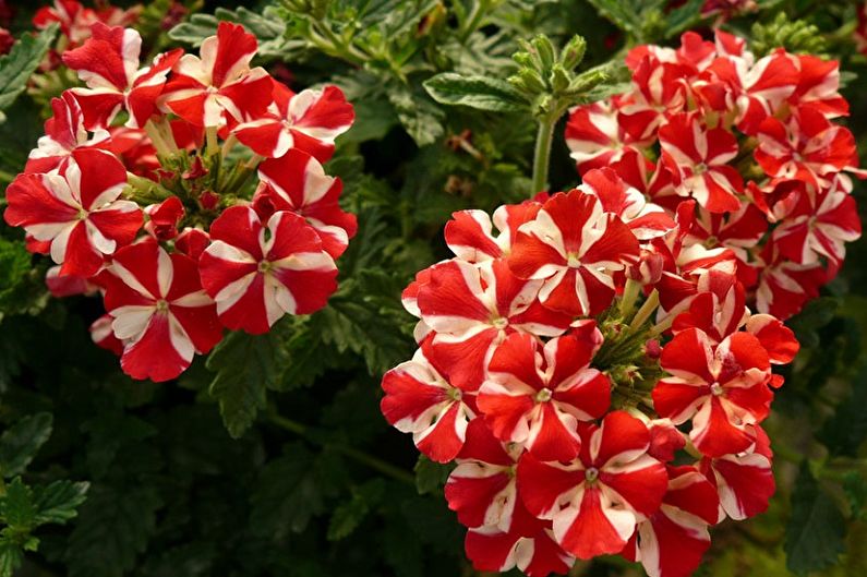 Hybrid Verbena