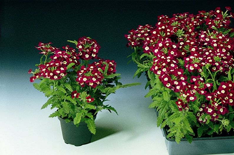 Hibridna Verbena