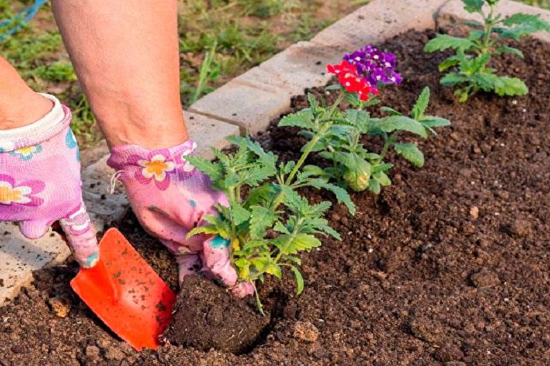 Verbena transplanteren