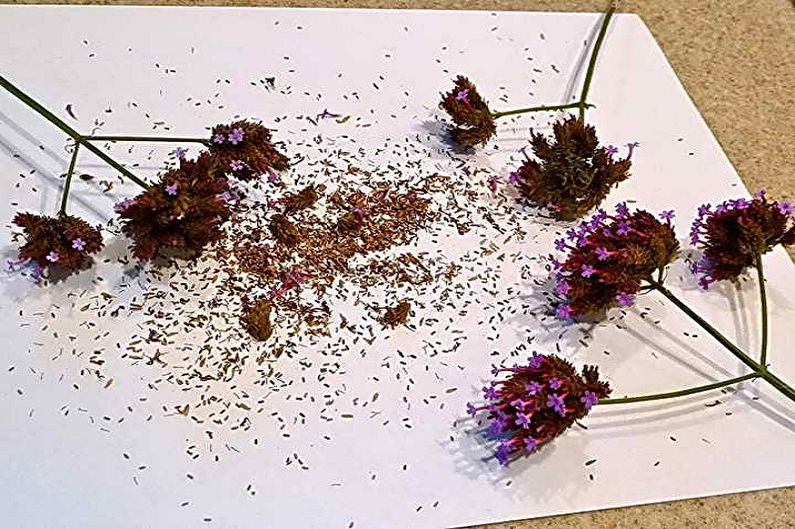 Verbena propagation by seeds