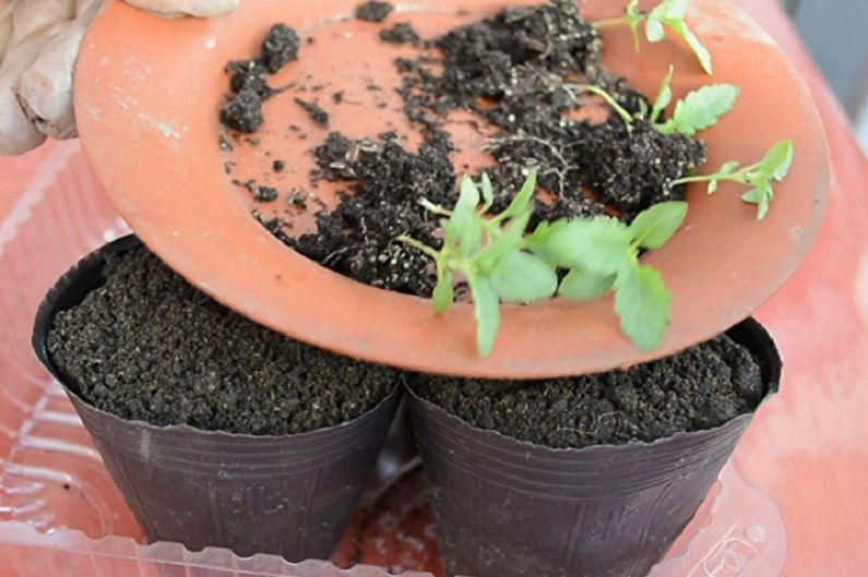 Verbena-voortplanting door zaden