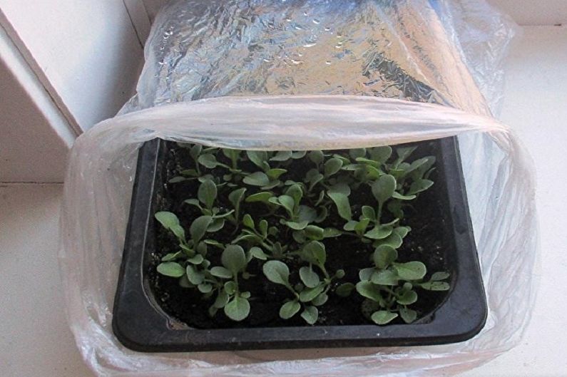 Verbena propagation by seeds