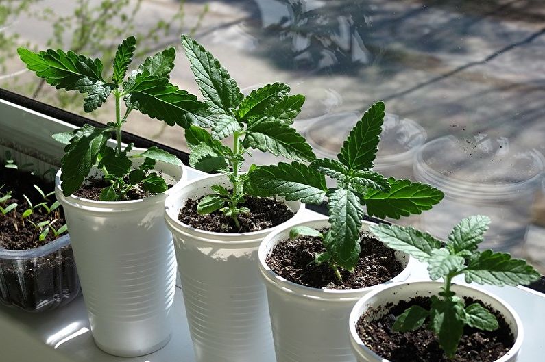 Verbena-voortplanting door stekken