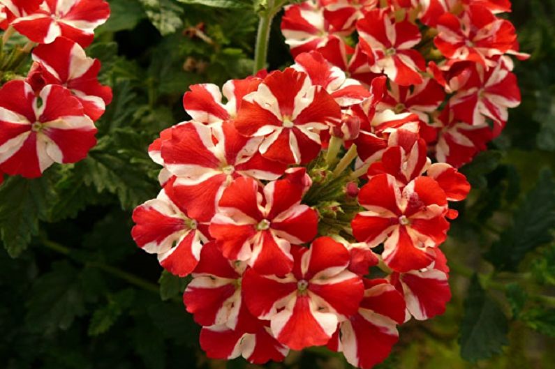 Verbena - gambar