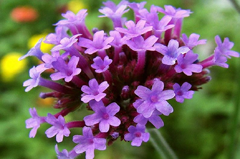 Verbena - nuotraukos