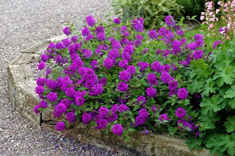 Verbena - bilder