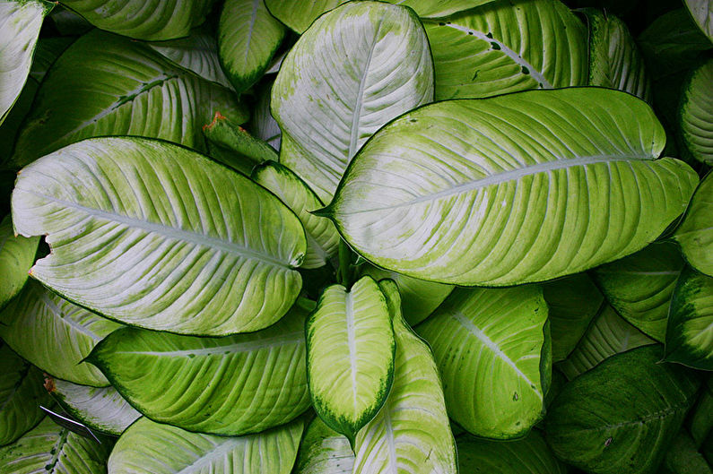 Dieffenbachia - Generel beskrivelse