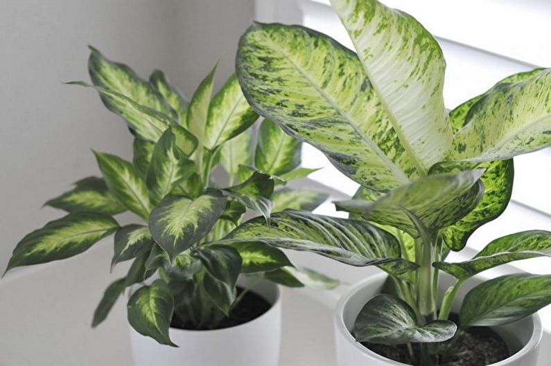 Dieffenbachia - Generell beskrivelse