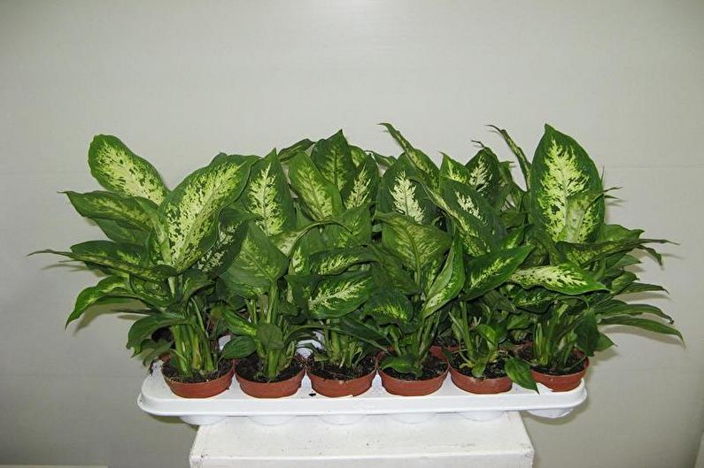 Dieffenbachia - Opis ogólny