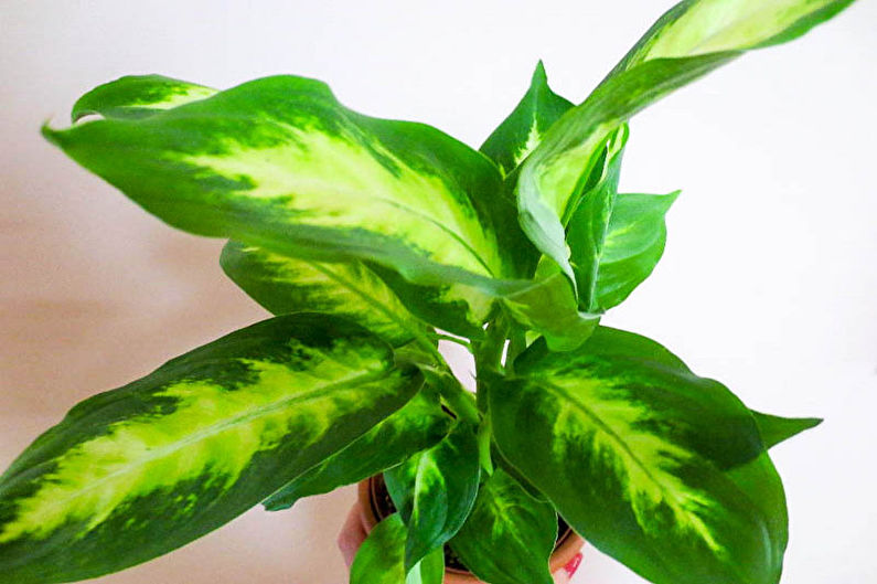 Dieffenbachia - skati