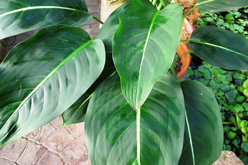 Dieffenbachia - Vaizdai