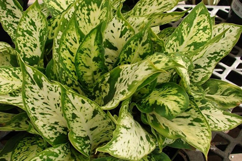 Dieffenbachia - Mga Views