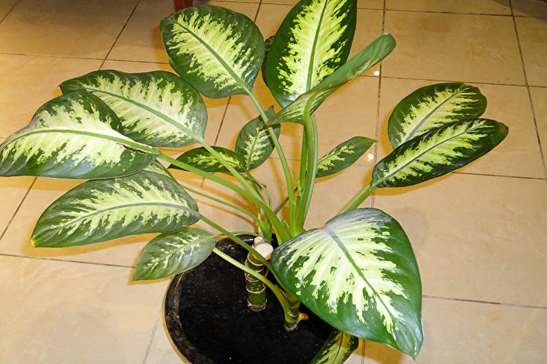 Dieffenbachia - Chọn địa điểm