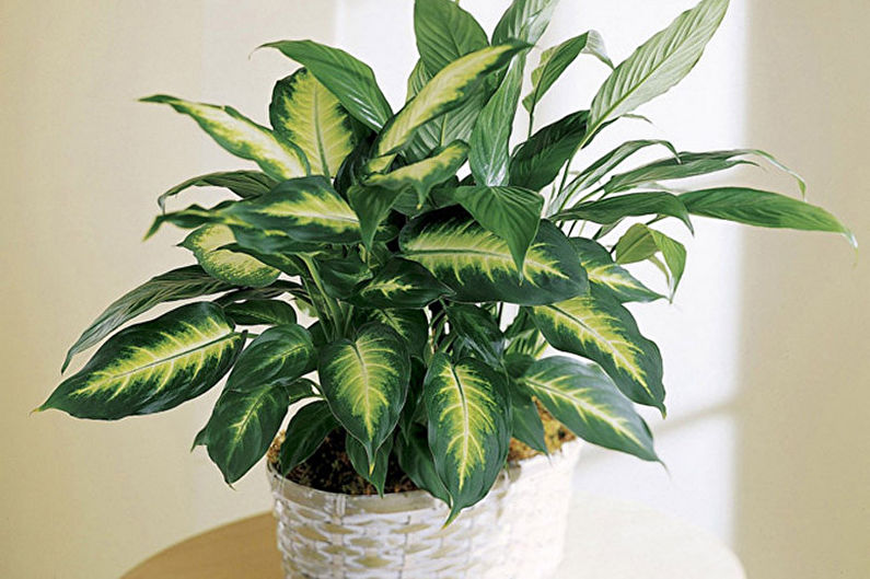 Dieffenbachia - Escolhendo um Lugar