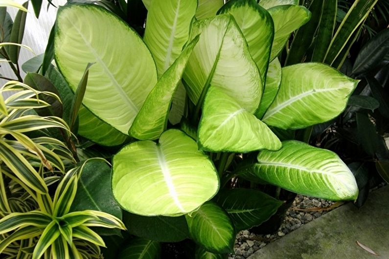 Dieffenbachia - Sikkerhet